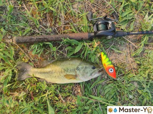 MASTER YO | Eye(115S | 57g | Зелень)
