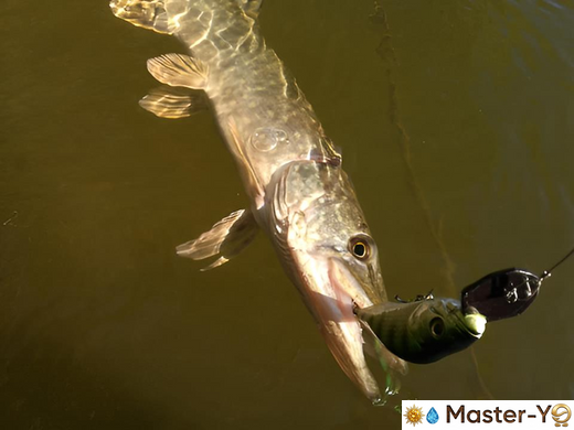 MASTER YO | Boomer(80F | 15g | Золото)*Під замовлення
