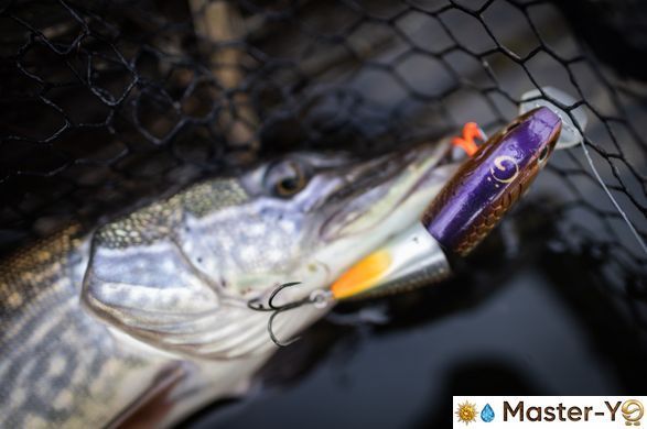 MASTER YO | Freedom Small (F) (90F | 21g | Кислота (фл)
